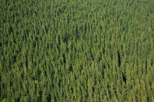 Evergreen Legal Blog Content