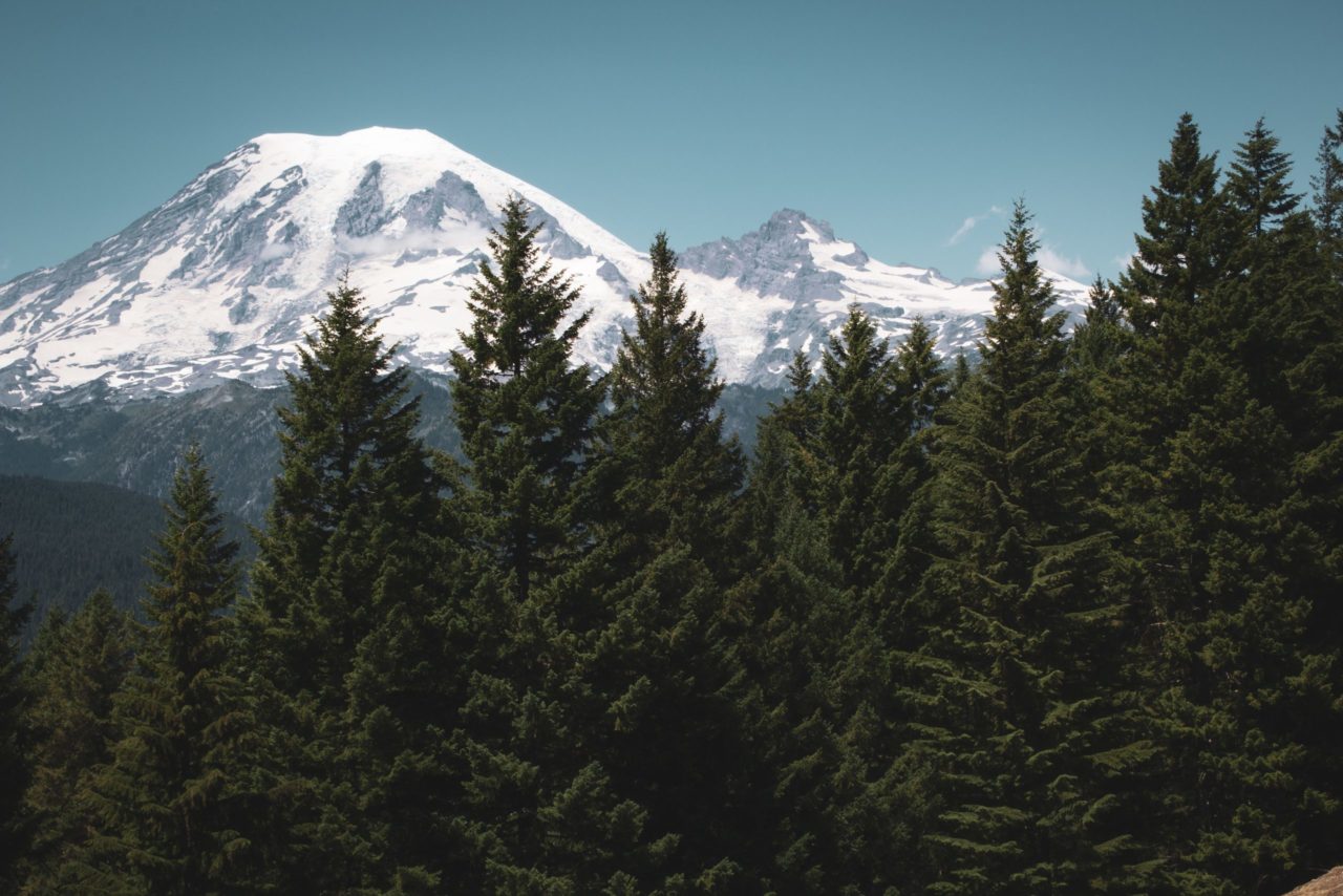 Evergreen trees in front of mountain