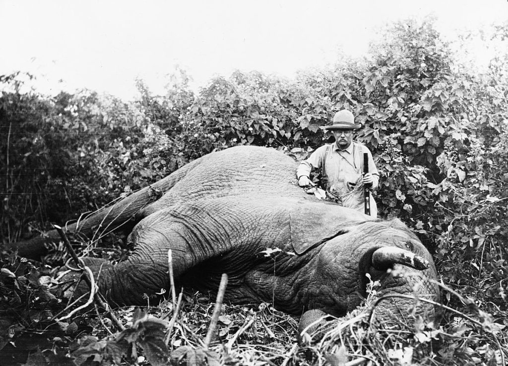Teddy Roosevelt poaching an elephant