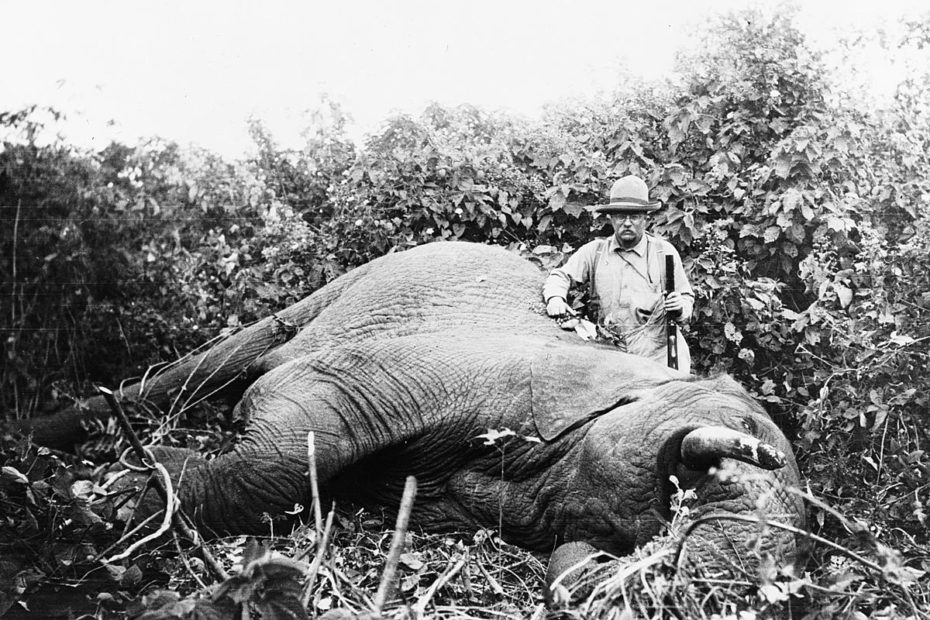 Teddy Roosevelt poaching an elephant