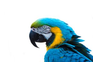 monty python parrot keywords not dead