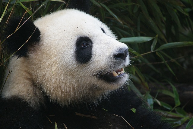 Legal Blog Series Duplicative Content Penalty Panda