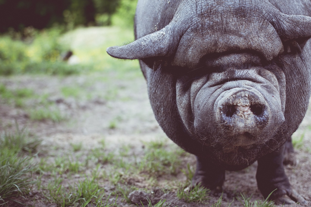 Perfecting technical SEO at expense of content is like putting lipstick on a pig