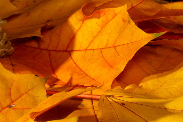 Orange leaves on ground